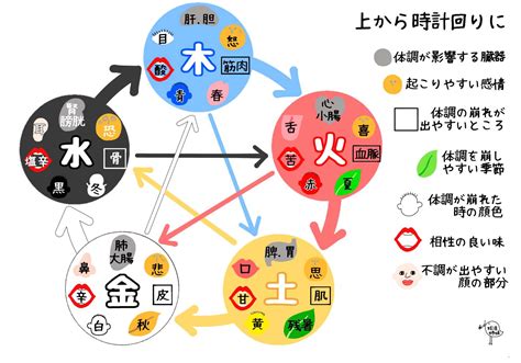 五行 皮膚|東洋医学：陰陽五行説 